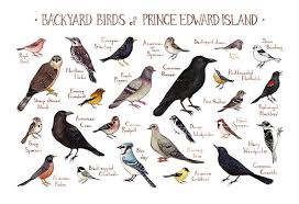 Big Black Birds In Missouri This Item Is Unavailable Backyard Birds Missouri Birds Bird Poster