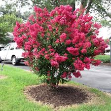 For the bonsai collector, crepe myrtle has more to offer than just. How To Protect Your Crape Myrtles During The Winter Gasper