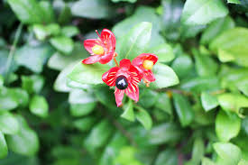 Image result for Ochna kirkii