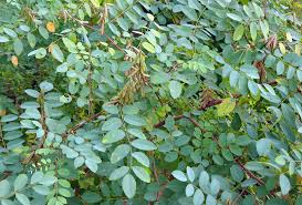 Image result for Indigofera lydenburgensis