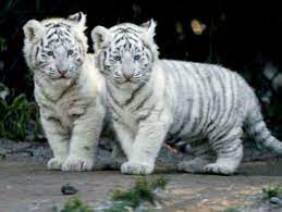 Albino Tiger Cubs Tiger Pictures Baby Animals Pictures White Tiger Cubs