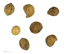 Image result for Vigna subterranea