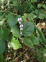 Image result for Neustanthus