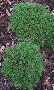 Image result for Selaginella auquieri