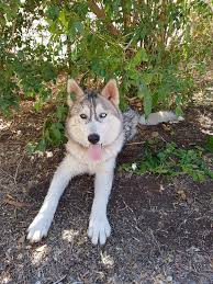 First Husky Pup Meet Odie Husky Huskies Husky Puppy Training Husky Dogs Cute Husky