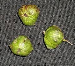 Image result for Sclerocroton