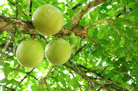 Maybe you would like to learn more about one of these? The Close Up Of Calabash Tree Fruit Or Crescentia Cujete Stock Photo Picture And Royalty Free Image Image 14808125