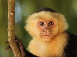 Manuel Park's Instagram, Twitter & Facebook