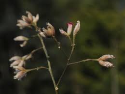 Image result for Rhipidoglossum burttii