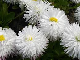 Find & download free graphic resources for fluffy flowers. White Fluffy Flowers Desktop Wallpapers 1400x1050