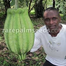 Image result for Telfairia