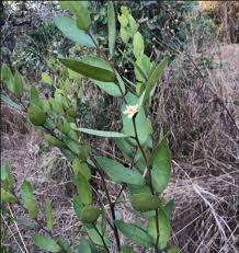 Image result for Paropsia brazzeana