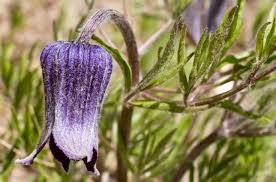 Image result for Clematis hirsuta