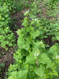 Image result for Setaria petiolata