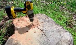 Baumstumpfe Naturlich Entfernen Baumstumpf Baumstumpf Entfernen Wurzel Entfernen