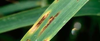 / (en) hervé lapierre et pierre a. Maladie Du Ble Maladies Des Cereales Maladie Cryptogamique Du Ble Syngenta