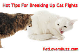 Hot Tips For Breaking Up Cat Fights Cats Cat Behavior Cat Stock