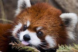 61bc66dad1f53f9dad23e1d211da9cb8 Jpg 564 374 Animals Cute Animals Red Panda Cute