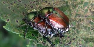 It is well known for the annoying habit of accumulating on the sides of buildings and wandering indoors during the fall. The Asian Invasion Or Japanese Beetles Are Damaging Trees In Mn