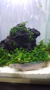 Chana Bleheri Nano Tank Nano Tank Aquarium Tank