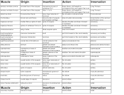 Origin And Insertion Of Muscles Chart Muscle Skeletal