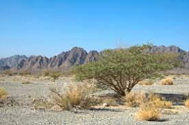 The most common in the tucson area are ferocactus wislizeni, the fishhook barrel, and ferocactus emoryi, coville barrel. Arabian Desert Facts Science Struck