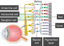 Image result for Retinal Anatomy