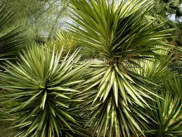 Yucca Plant Care The Best Tips Gardening On