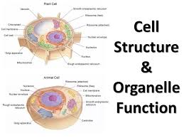 That cells can be of different shapes and sizes. Cell Structure Organelle Function Ppt Download