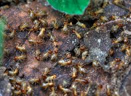Life cycle of the mosquito. Common Termite Locations Colonial Pest Control