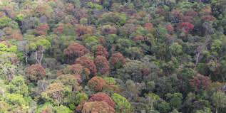 Image result for Monotes hypoleucus