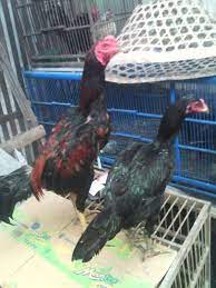 Ayam bangkok pertama kali dikenal di cina pada 1400 sm. Doc Ayam Bangkok Kediri Contoh Makalah