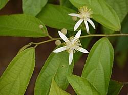 Image result for Grewia decemovulata