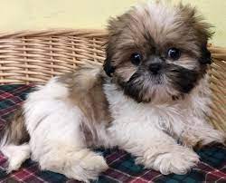 Check spelling or type a new query. Shih Tzu Puppies For Sale Scottsdale Az 284547