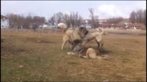 Kangal Vs 2 Kafkas Coban Kopegine Karsi Youtube