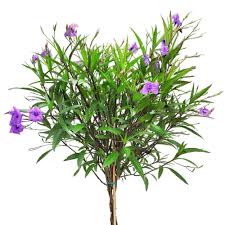 Image result for Ruellia praetermissa