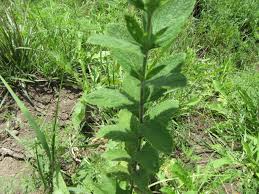 Image result for Fuirena stricta