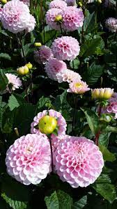 Dahlia Pictures National Garden Bureau Yearofthedahlia Container Flowers Bulb Flowers Beautiful Flowers