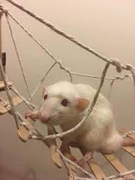 The instruction for this cage uses just one shelf, but you can make the cage as tall as you want with as many shelves as you want. This Would Be A Super Cute Idea For A Rat Bridge Or Ramp Although I Personally Don T Like The Use Of Staples Pet Mice Cute Rats Pets