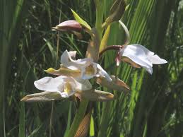 Image result for Eulophia ovalis