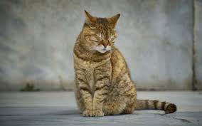 A doctor cannot foresee what will happen to the patient based on how the disease starts. Systemic Lupus In Cats Vca Animal Hospital