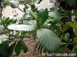 Image result for Tabernaemontana crassa