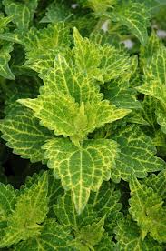 Image result for Limeum sulcatum