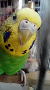 Pin By Chemen King On Budgies Pet Birds Cute Birds Australian Parrots