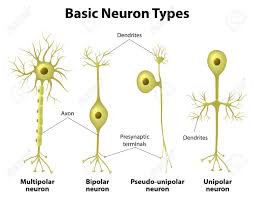 Basic Neuron Types Unipolar Pseudo Unipolar Neuron Bipolar Types Of Neurons Neurons Nervous System Anatomy