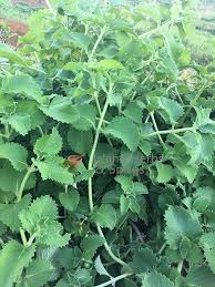 Image result for Coleus amboinicus