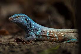 Image result for Vandellia humilis