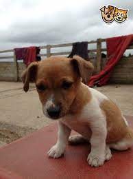 Jack Russell Puppies For Sale Maidenhead Berkshire Pets4homes Jack Russell Puppies Jack Russell Puppies