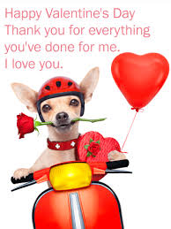 Artistic designs · advent calendars · customizable · gift shop Romantic Chihuahua Happy Valentine S Day Card Birthday Greeting Cards By Davia
