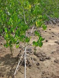 Image result for Rhizophora racemosa